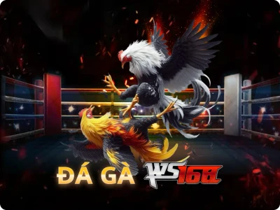 XO88  Đá Gà Livestream